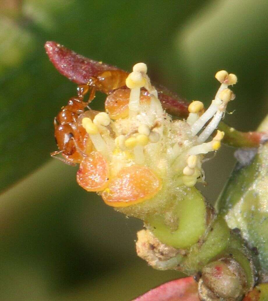 Tetraponera emeryi (Forel 1911) resmi