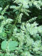 Image of Appalachian False Goat's-Beard