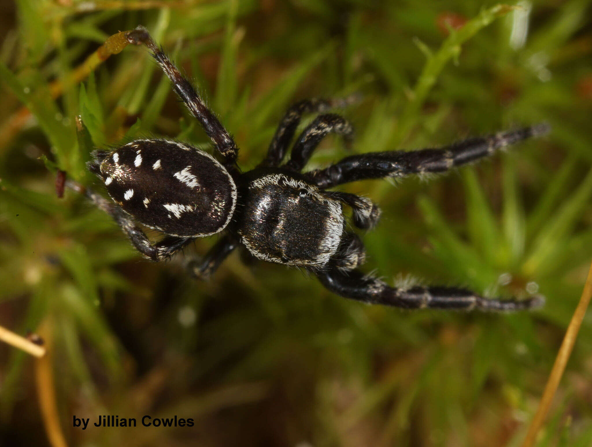 Image of Dendryphantes nigromaculatus (Keyserling 1885)