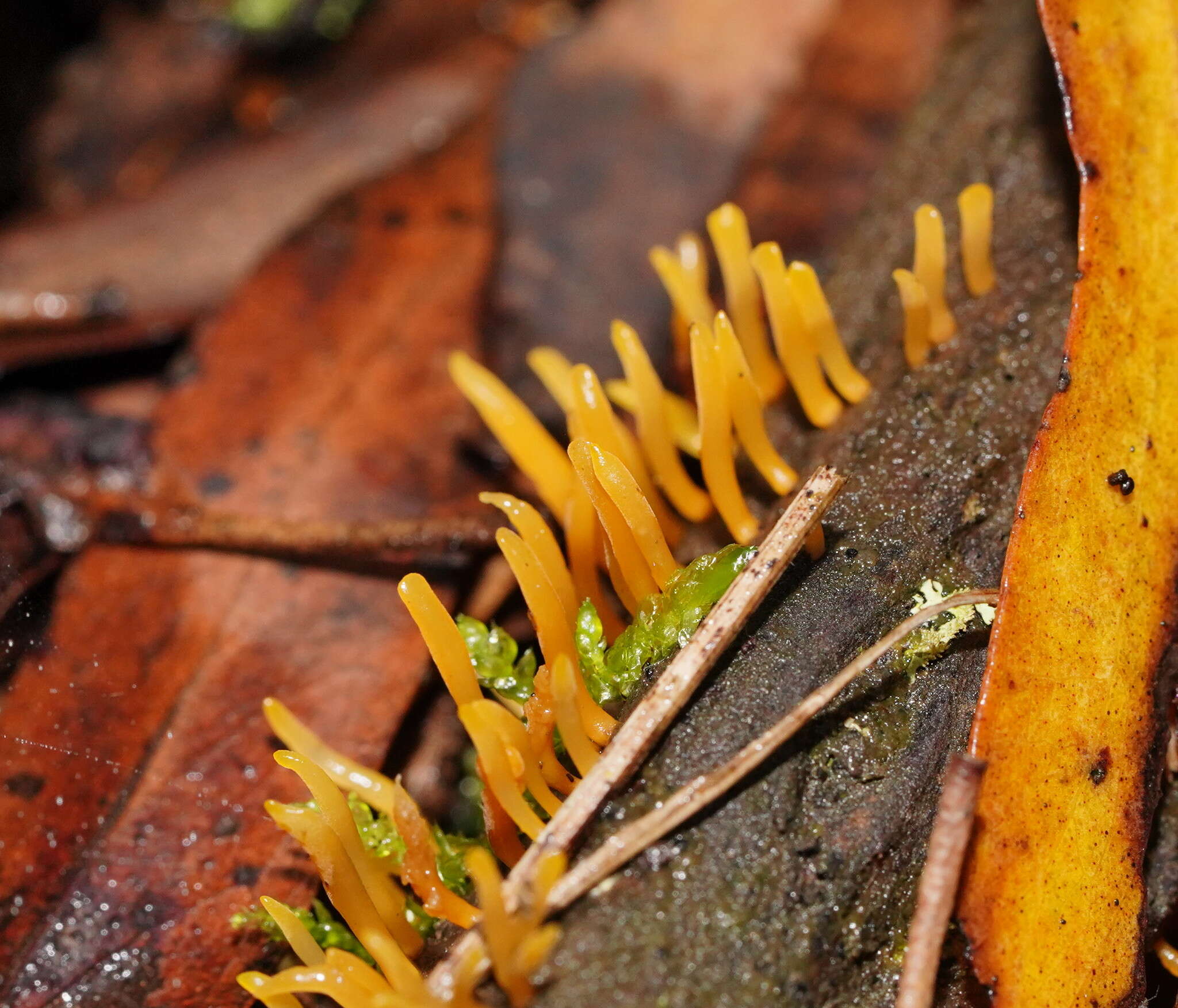 Image of Calocera sinensis McNabb 1965