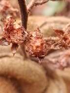 Image of Rubus amplificatus Lees