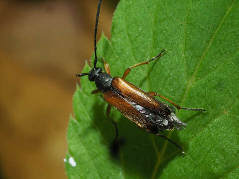 Image of Alosterna