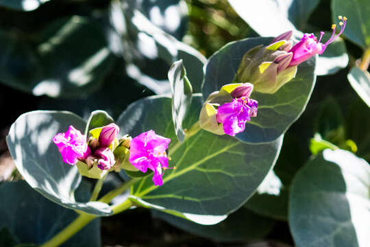 Image de Mirabilis multiflora (Torr.) Gray