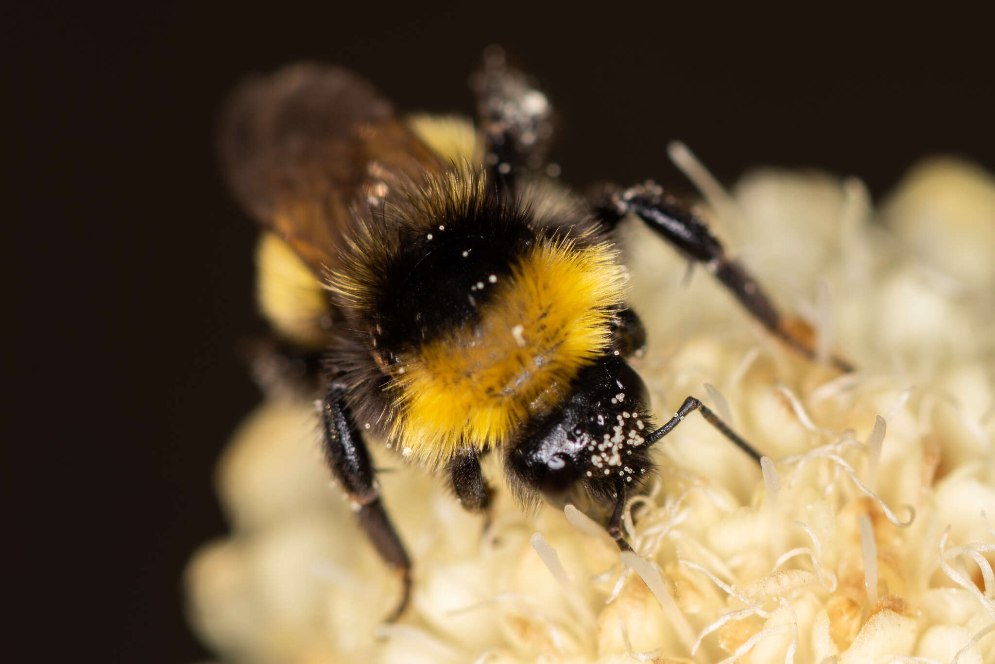 Image of Bombus zonatus Smith 1854