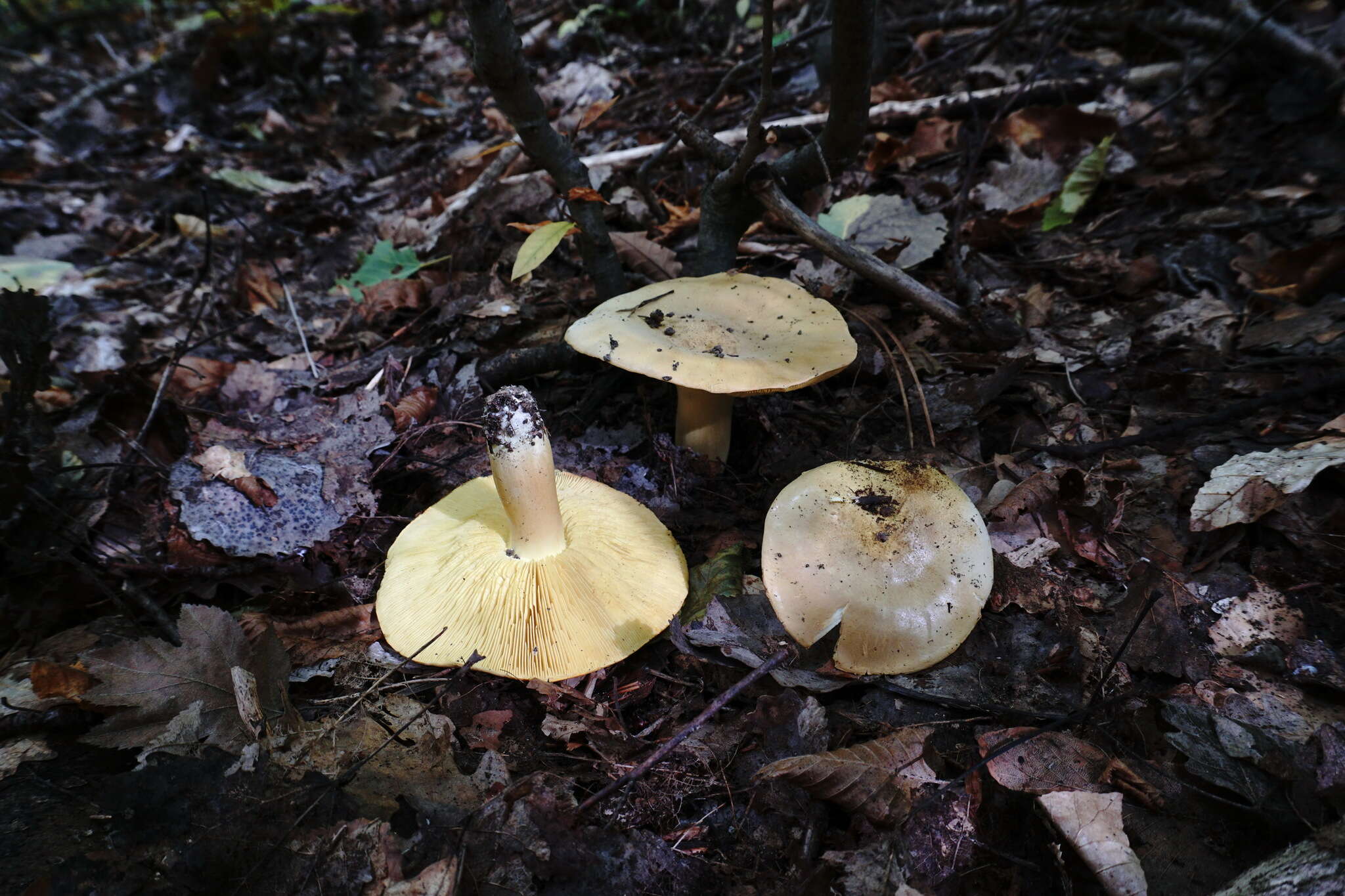 Image of Tricholoma frondosae Kalamees & Shchukin 2001