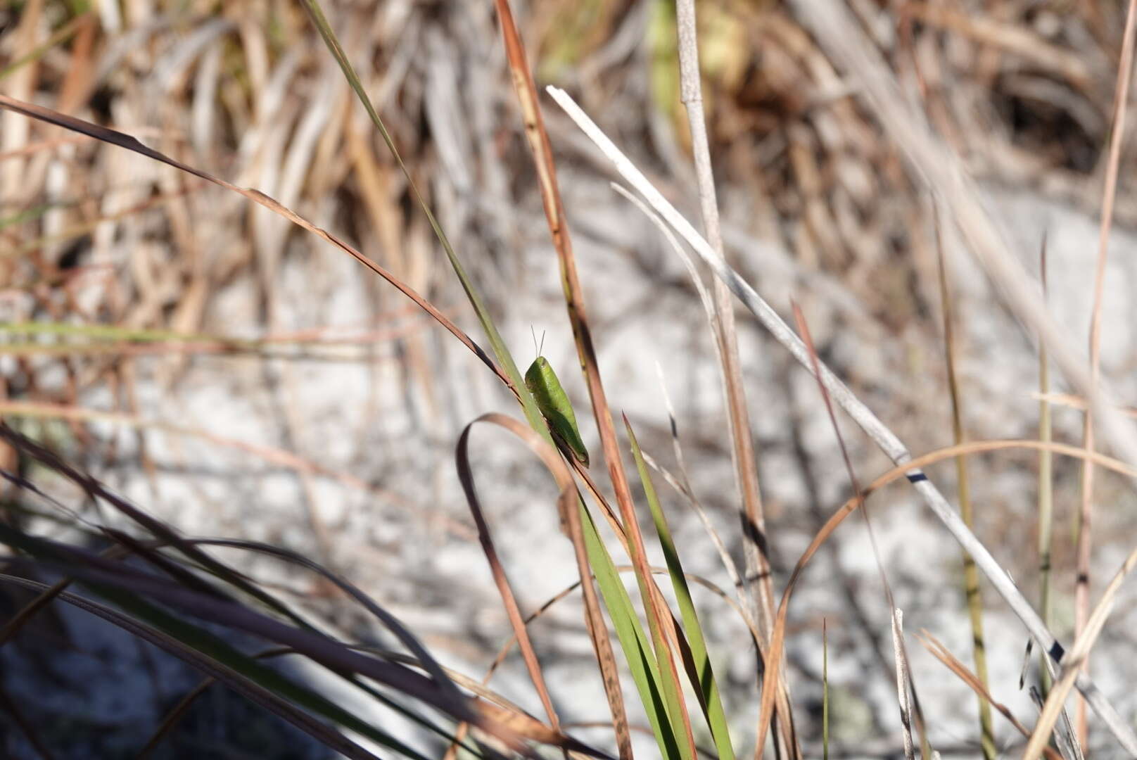 Floritettix nigropicta (Hebard 1936)的圖片