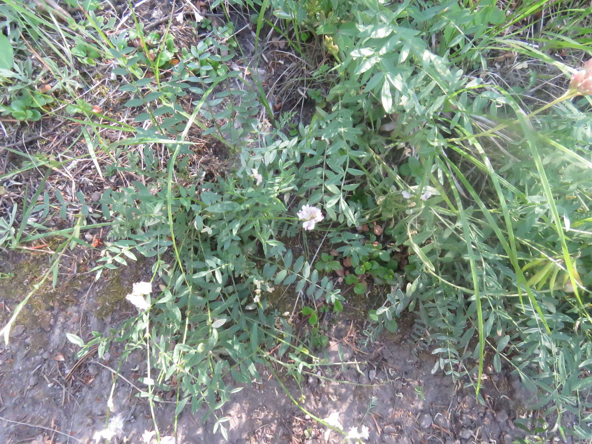 Astragalus miser var. hylophilus (Rydb.) Barneby resmi