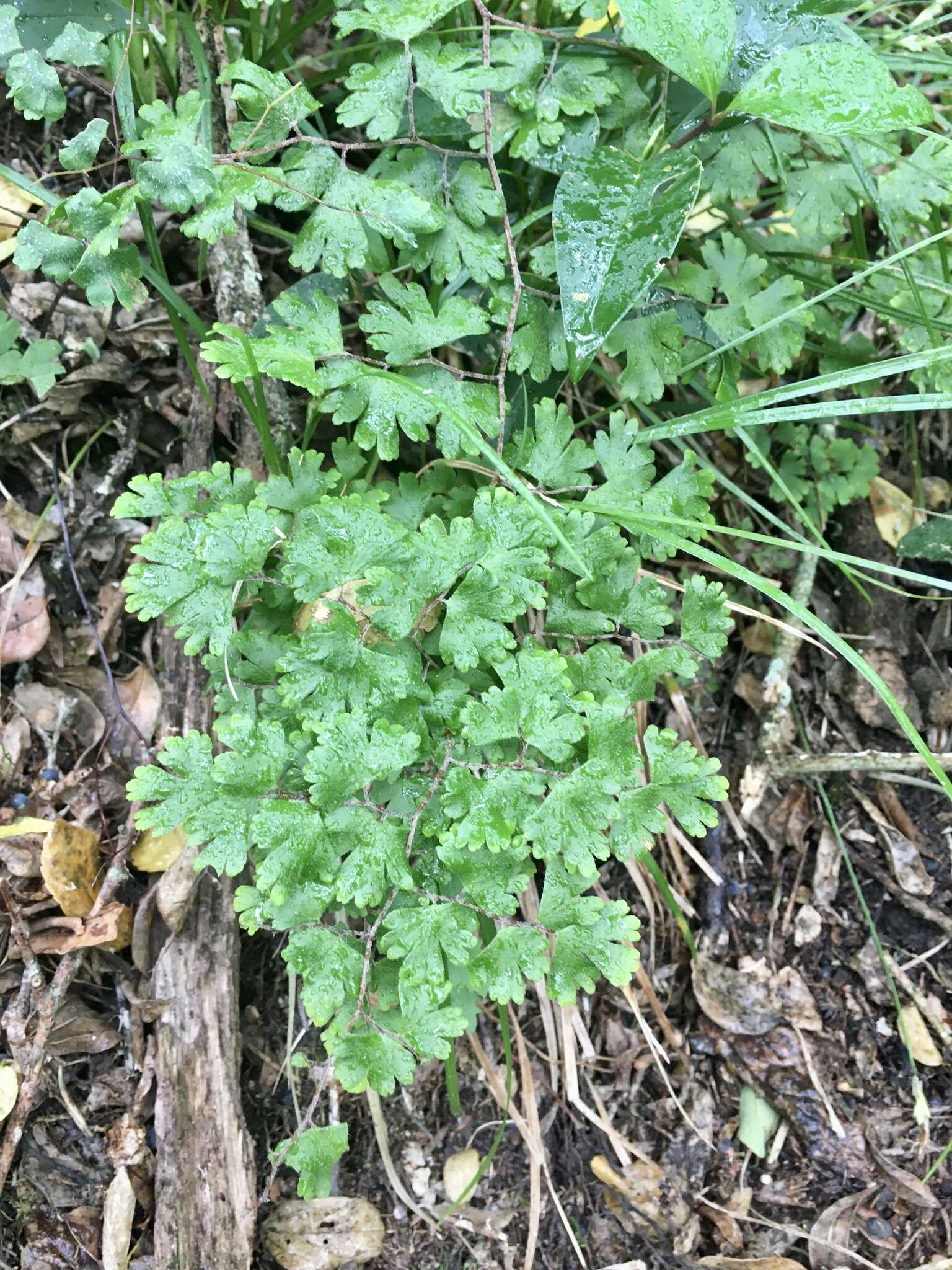 Adiantum digitatum C. Presl resmi