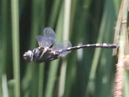 Image of Western River Cruiser