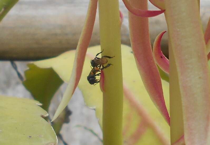 Image of Fox-colored Stingless Bee