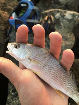 黃鰭短鬚石首魚的圖片