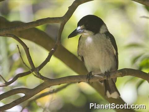 Image of Grey Butcherbird