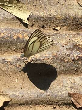 Image of Appias libythea peducaea