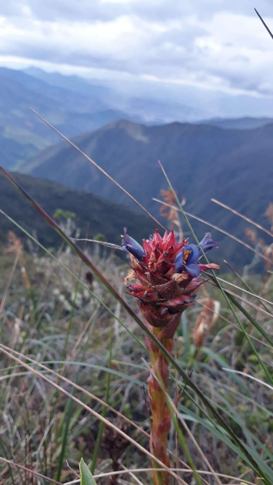 Image of Puya eryngioides André