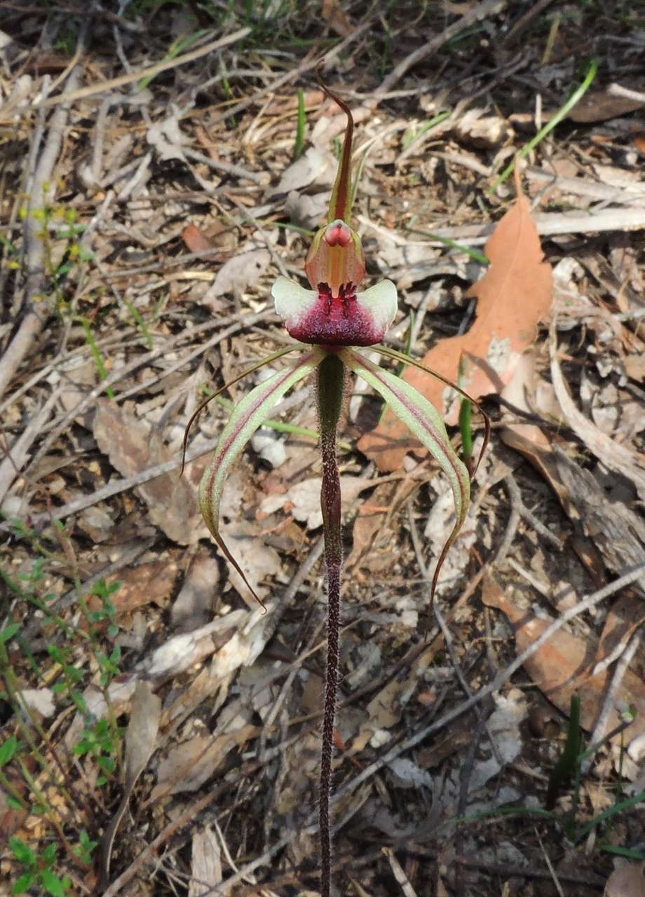 Image of Plain-lip spider orchid