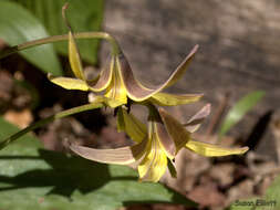 Imagem de Erythronium americanum Ker Gawl.