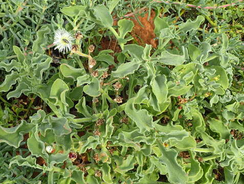 Image of Mesembryanthemum guerichianum Pax