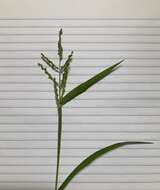 Image of Brown-Top Liverseed Grass