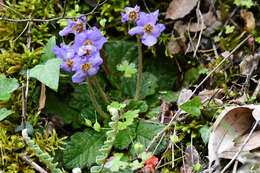 Image of Ramonda serbica Pancic