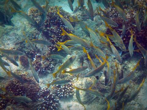 Image of Golden snapper