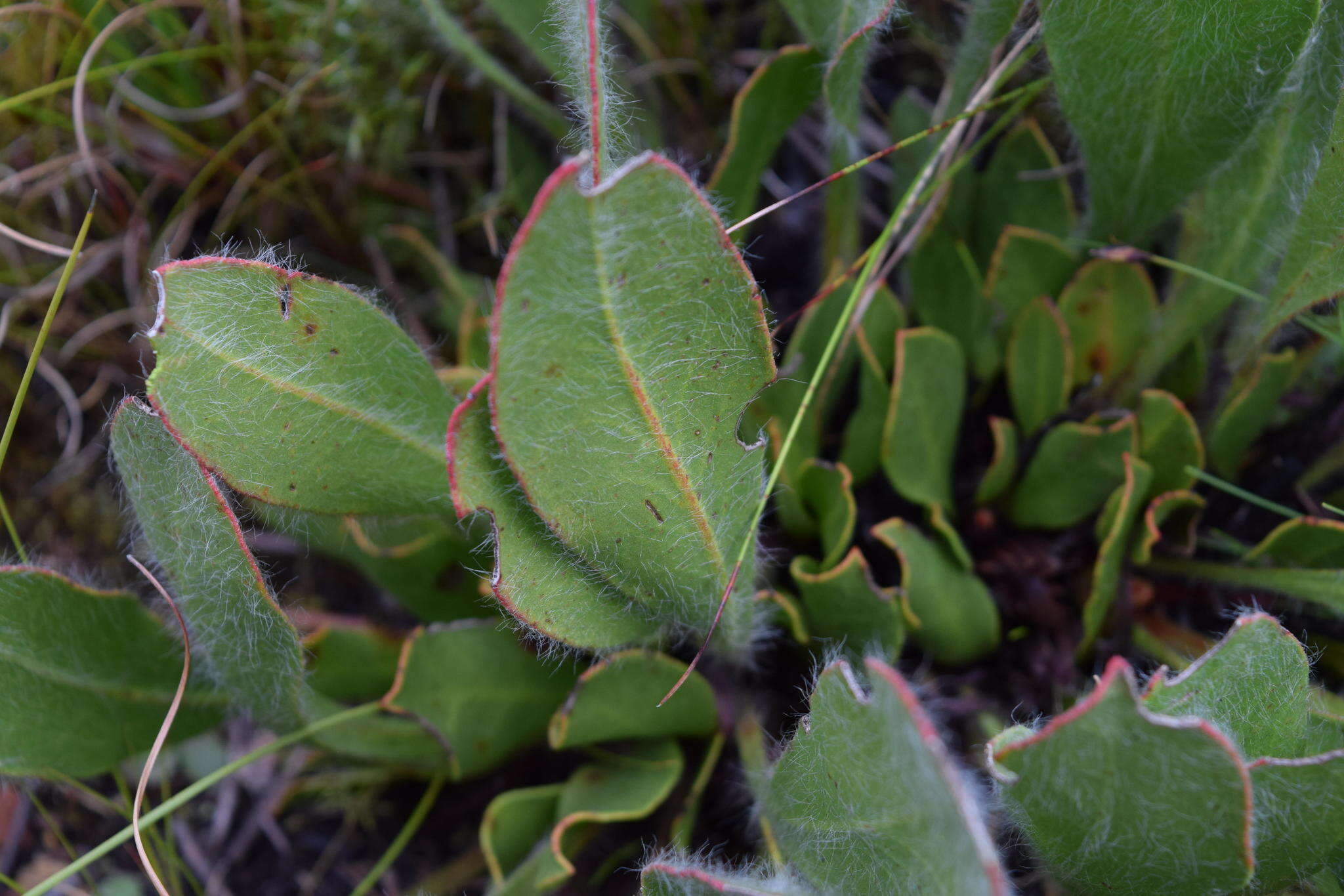 Image of harts-tongue-fern sugarbush