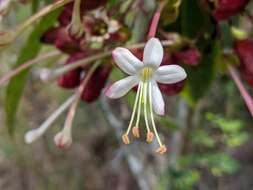 Imagem de Clerodendrum longiflorum Decne.