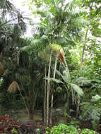 Image of Assai palm