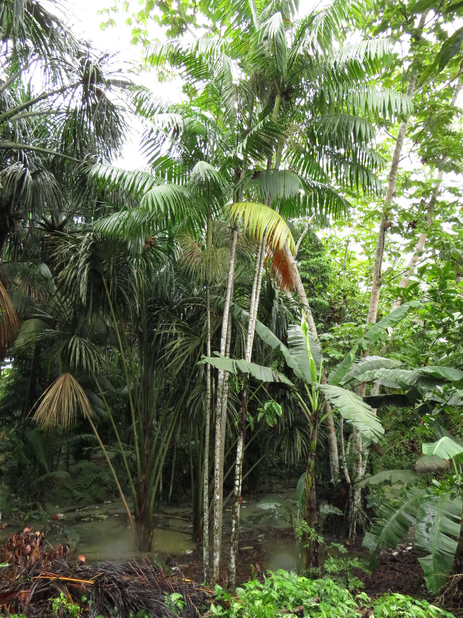 Image of Assai palm