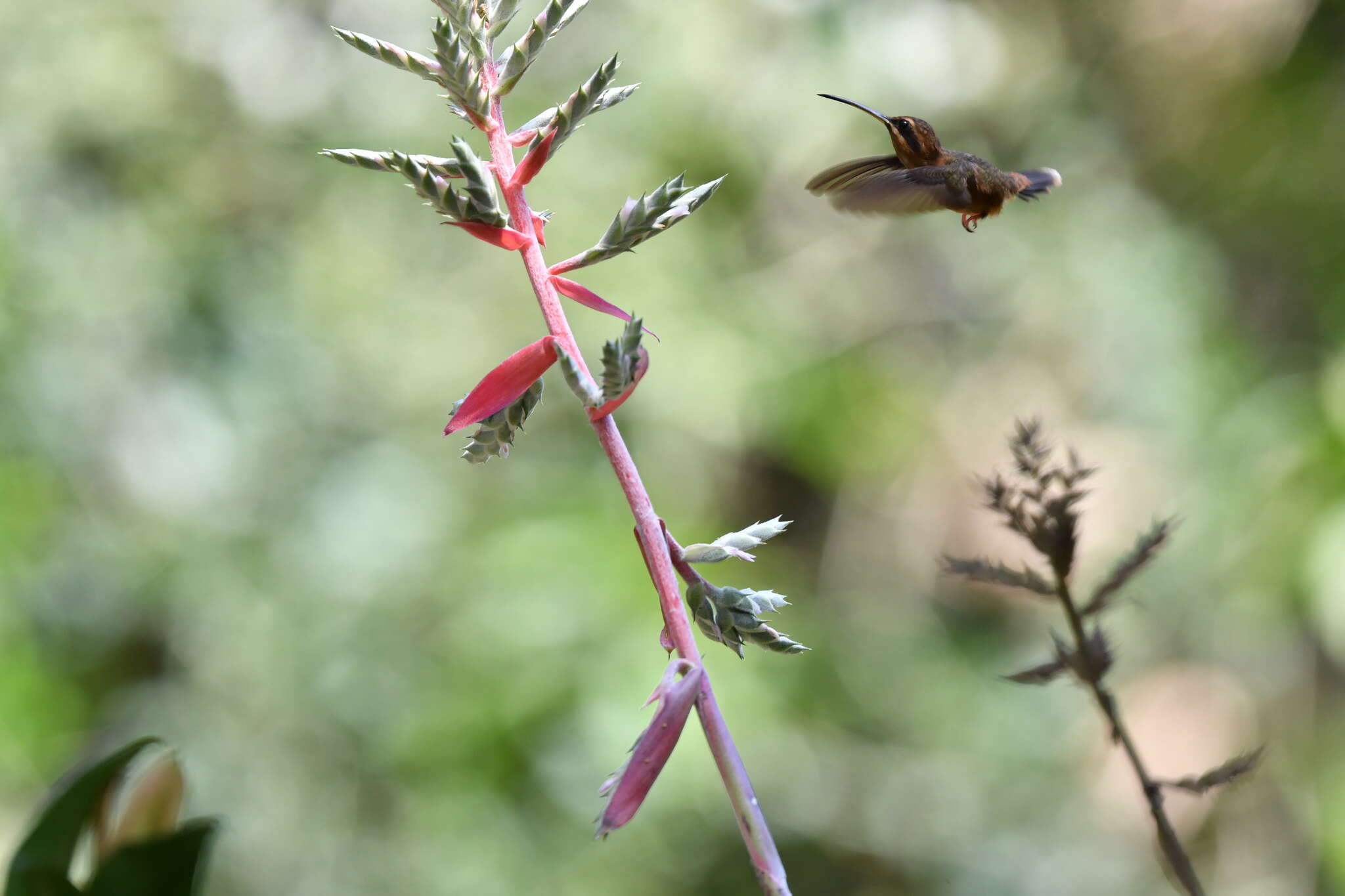 Image of Stripe-throated Hermit