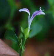 Image of Dicliptera foetida (Forssk.) Blatter