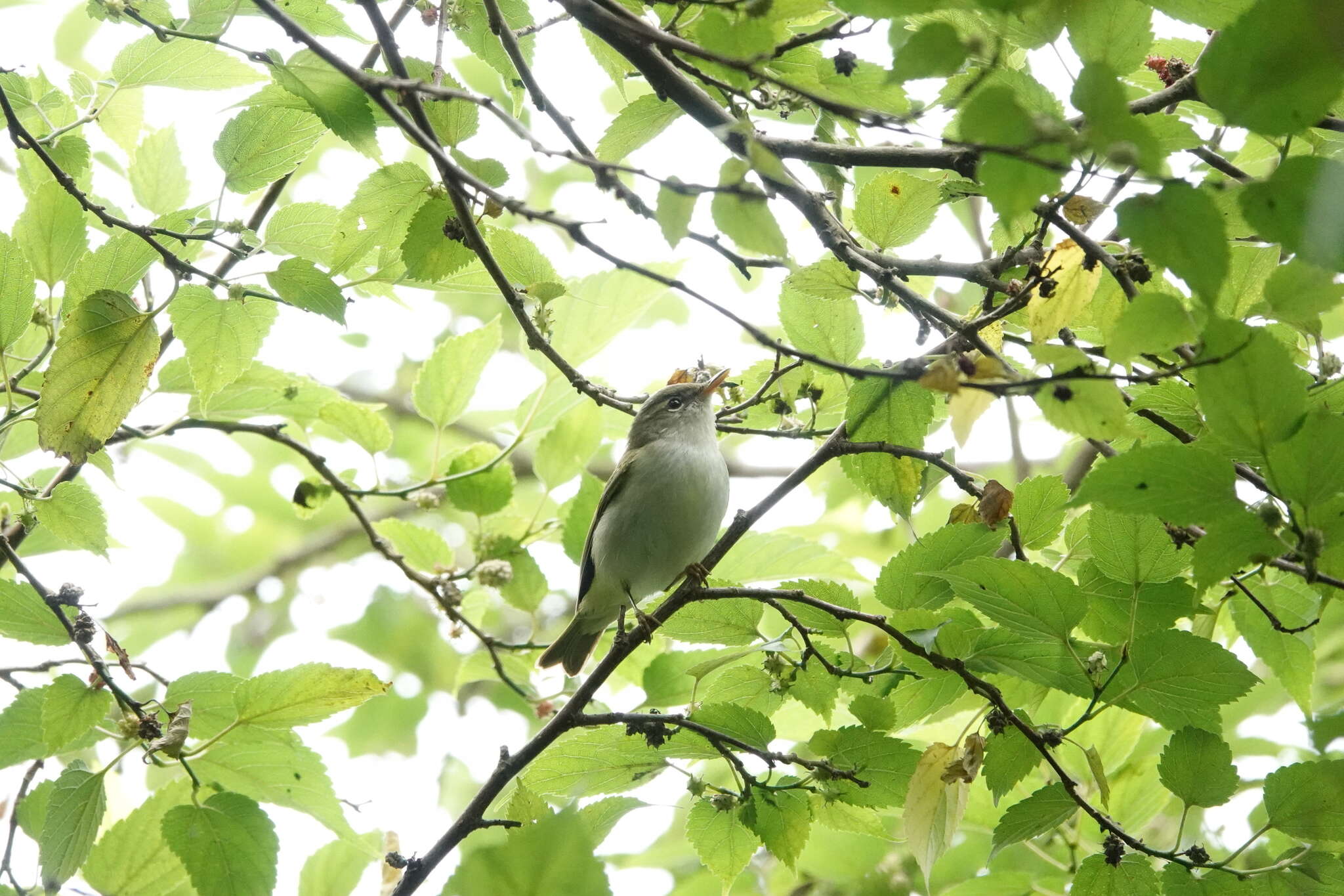 Image of Ijima's Leaf Warbler