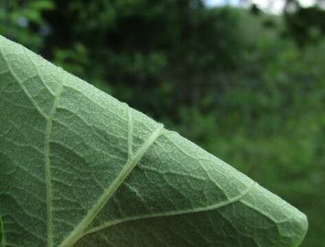 Image of honeysuckle