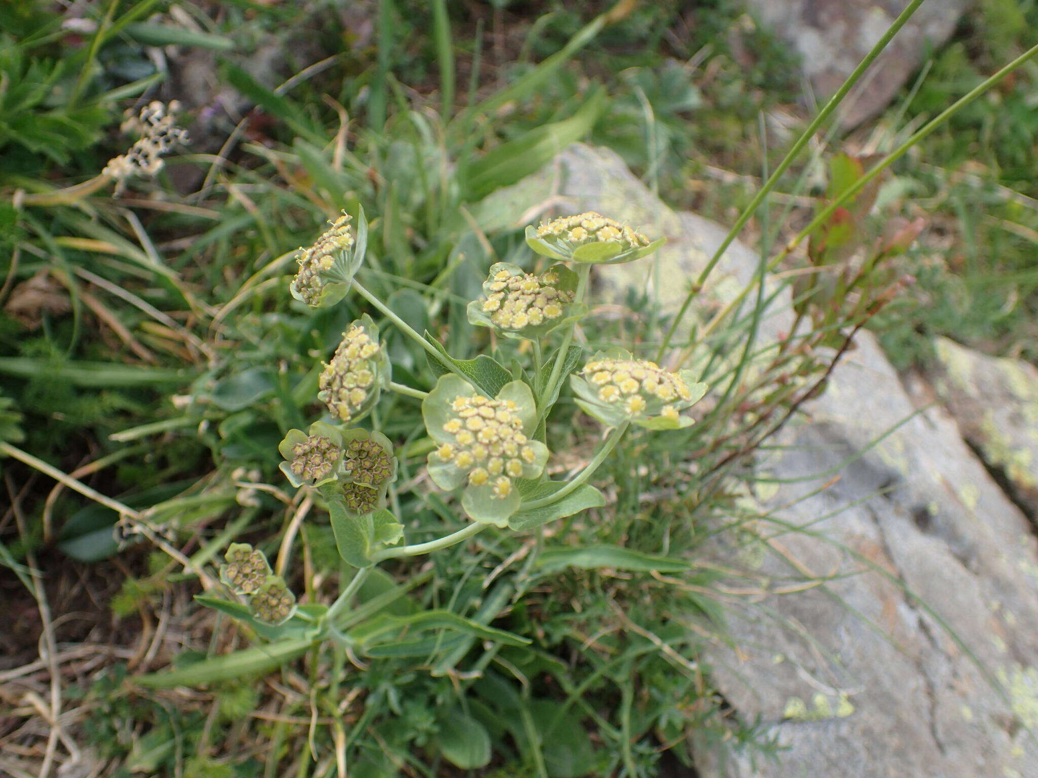 Bupleurum angulosum L. resmi