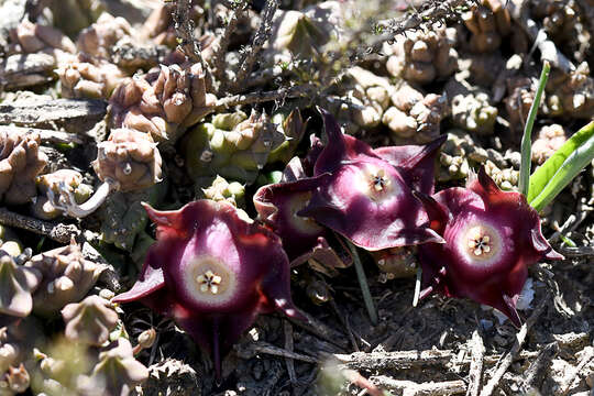 Image of Ceropegia pillansiana (N. E. Br.) Bruyns