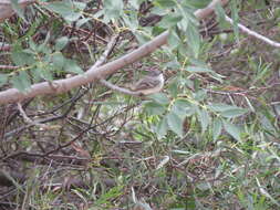 Image of Greater Wagtail-Tyrant