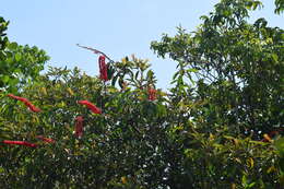 Image of Norantea guianensis var. japurensis (Mart.) G. L. Ferreira