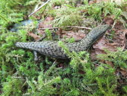 Image of Elgaria coerulea principis Baird & Girard 1852