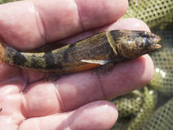 Image of Etheostoma mihileze Mayden 2010