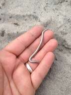 Image of Baja California Legless Lizard