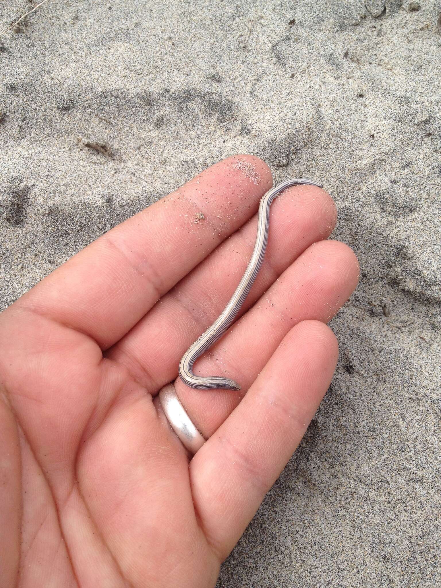 Image of Baja California Legless Lizard