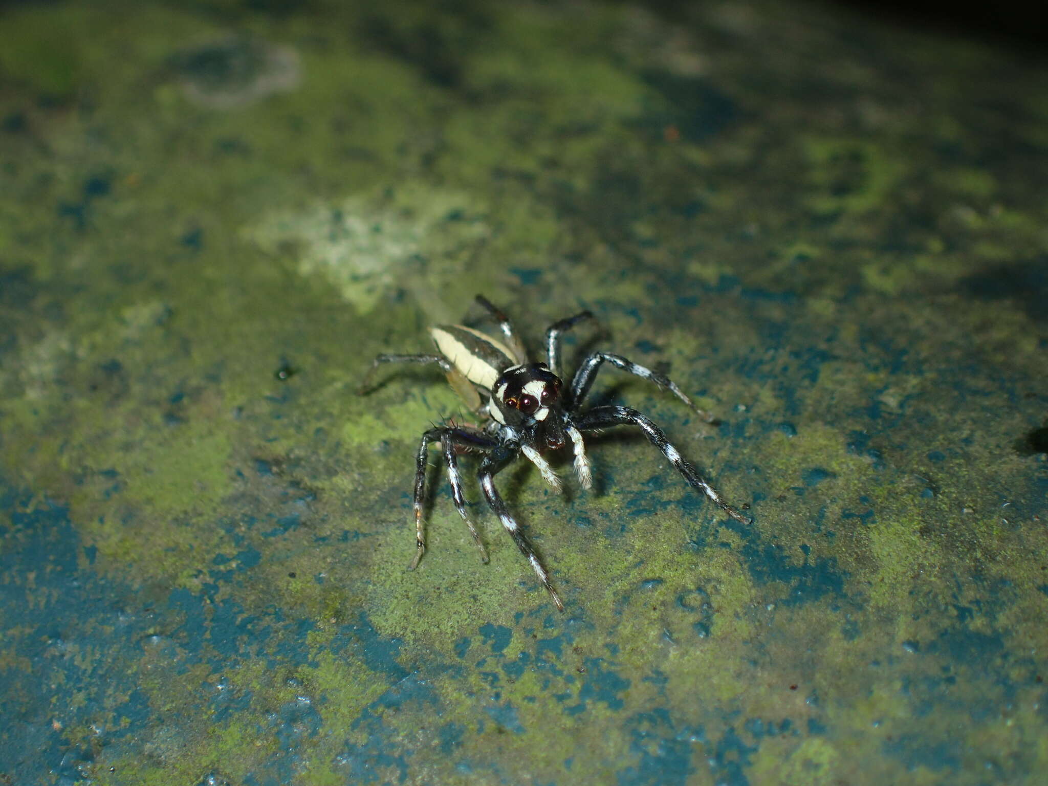 Image of Jumping spider