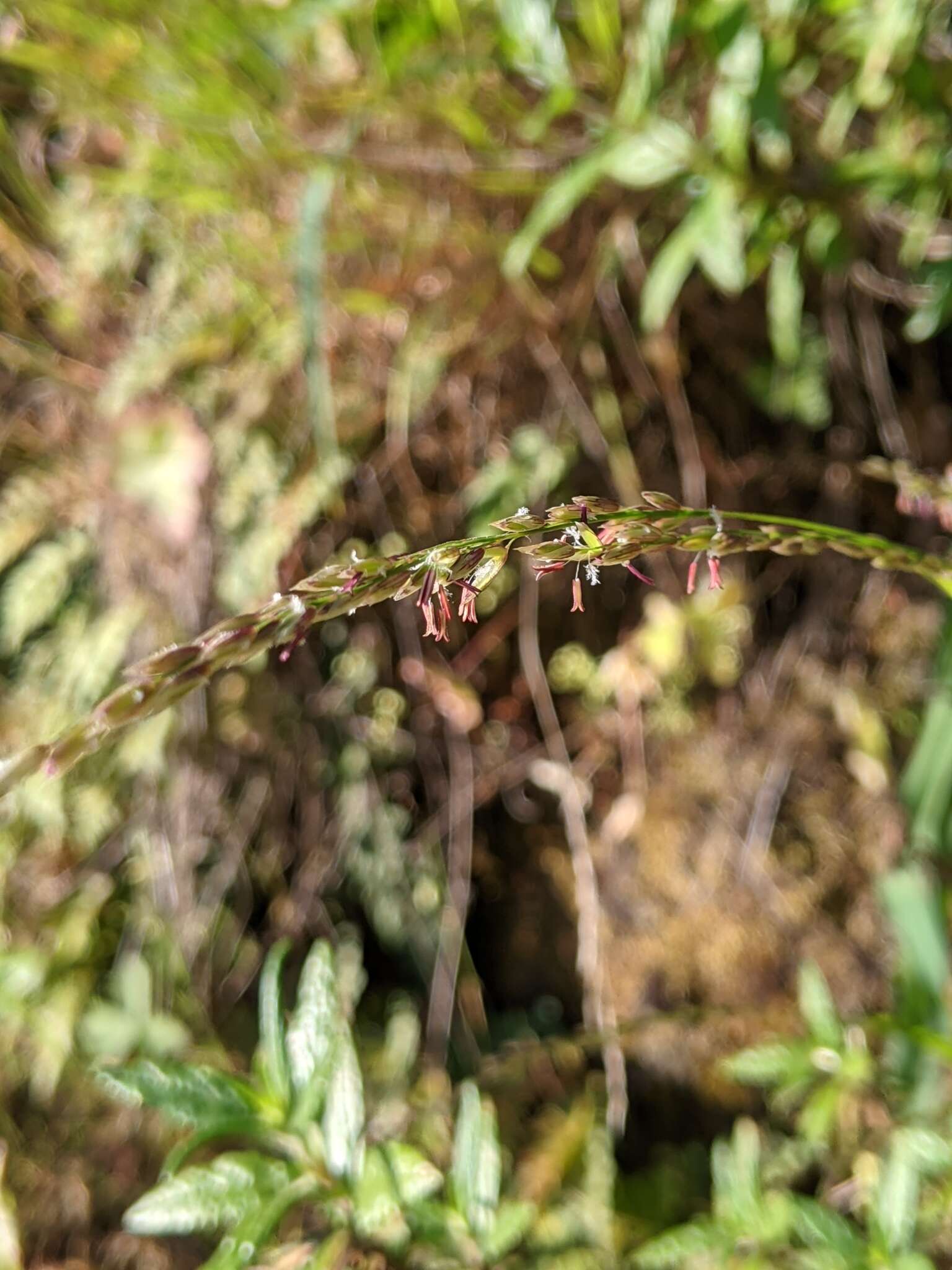 صورة Melica subulata var. subulata