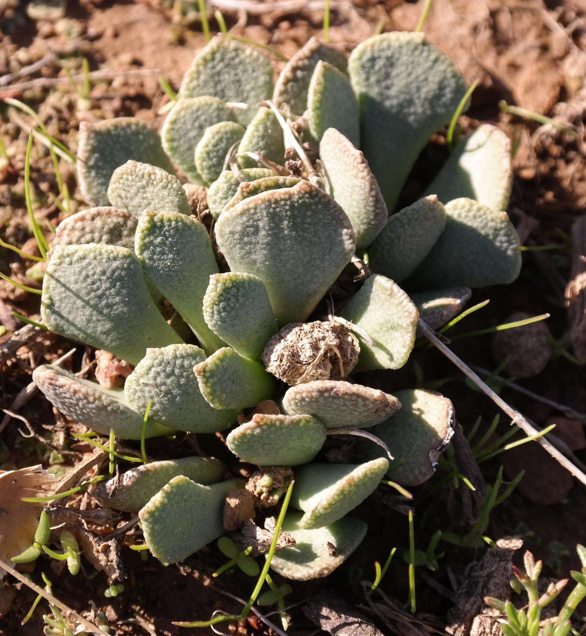 Image of Aloinopsis spathulata (Thunb.) L. Bol.