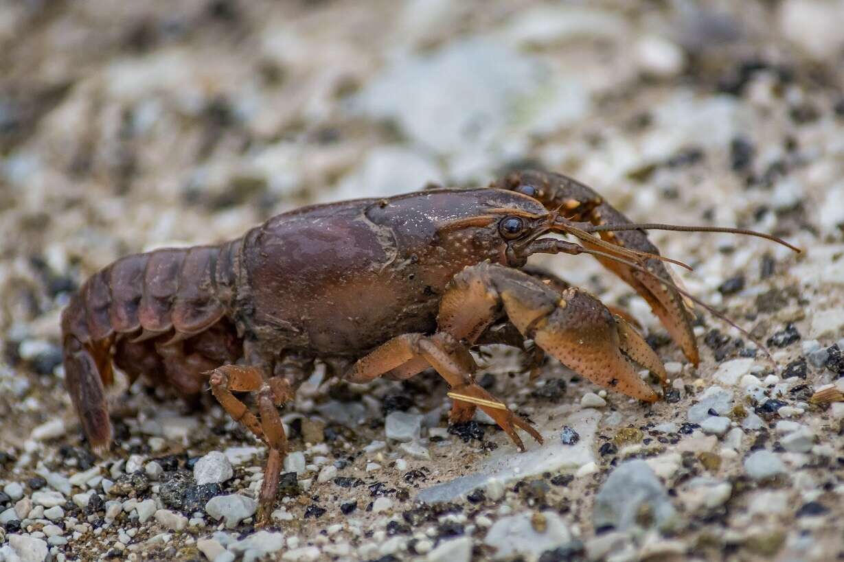 Image of Procambarus gracilis (Bundy 1876)