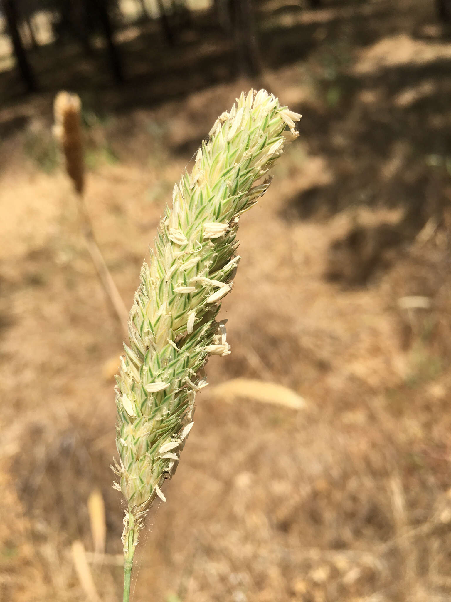 Image of hood canarygrass