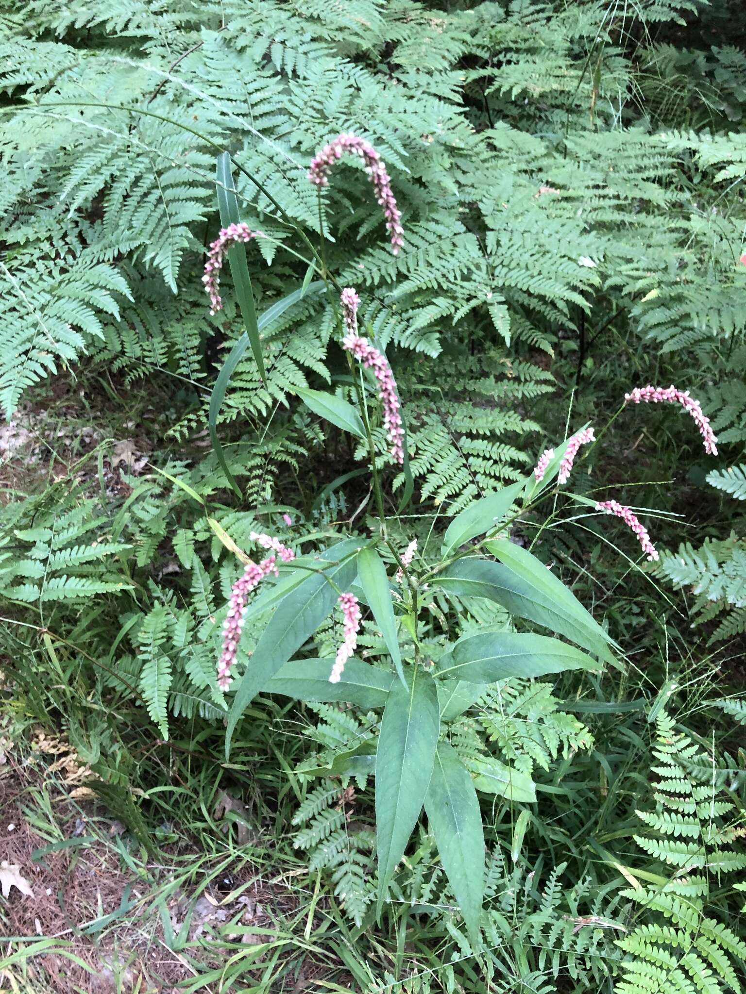 Sivun Persicaria extremiorientalis (Vorosh.) N. N. Tzvel. kuva