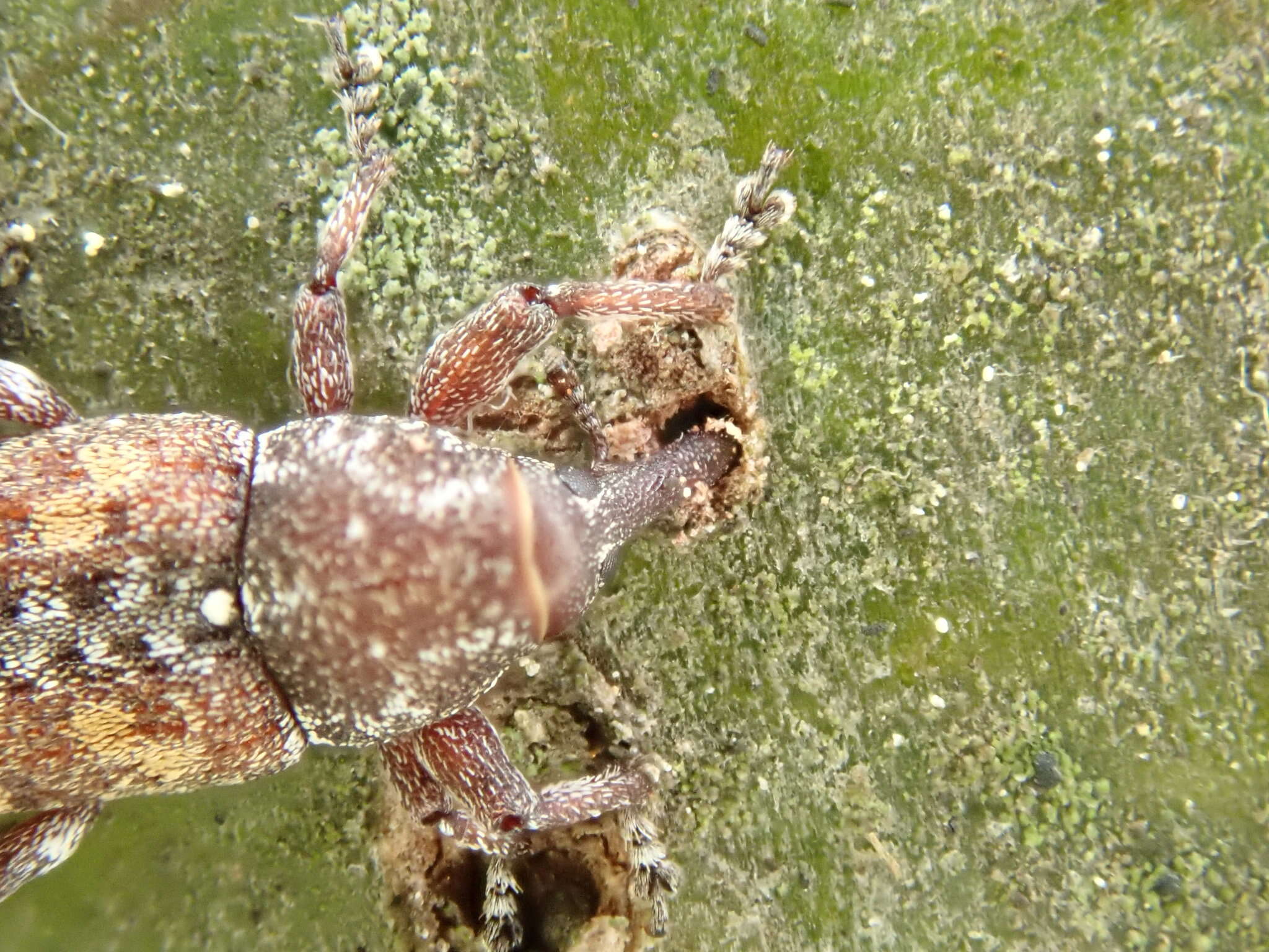 Image of Sitka spruce weevil