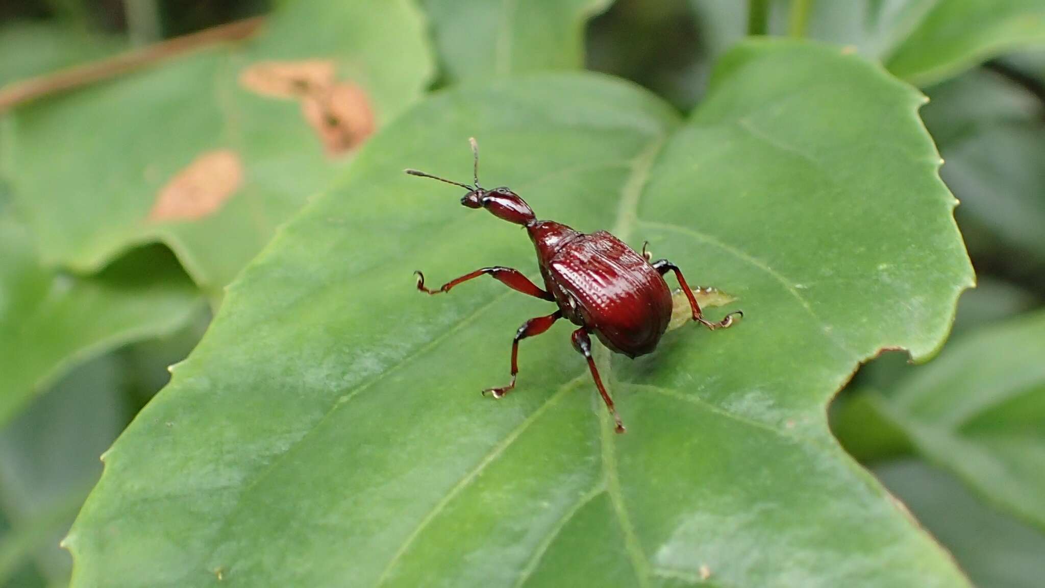 Image of Paratrachelophorus nodicornis Voss 1924