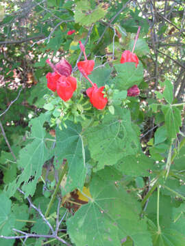 Image of Spanish Apple