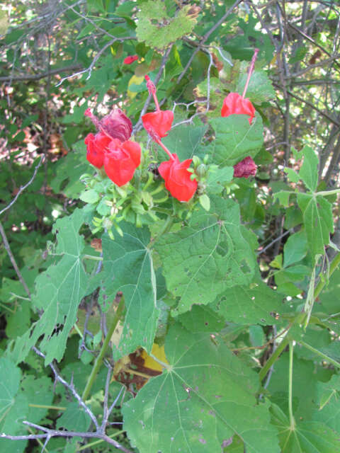 Image of Spanish Apple